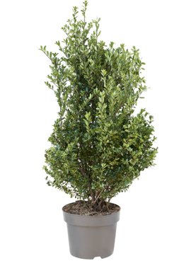 Ilex crenata \'Dark Green\' Bush