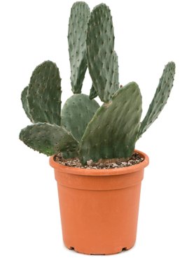 Opuntia indica Vertakt