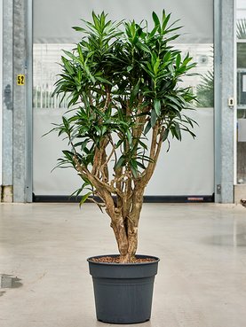 Pleomele (Dracaena) reflexa \'Song of Jamaica\' (150-175) Vertakt