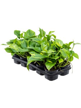 Scindapsus (Epipremnum) \'Aureum\' 10/tray Hanger