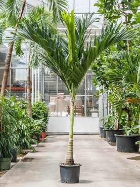 Veitchia (Adonidia) merrillii Stam