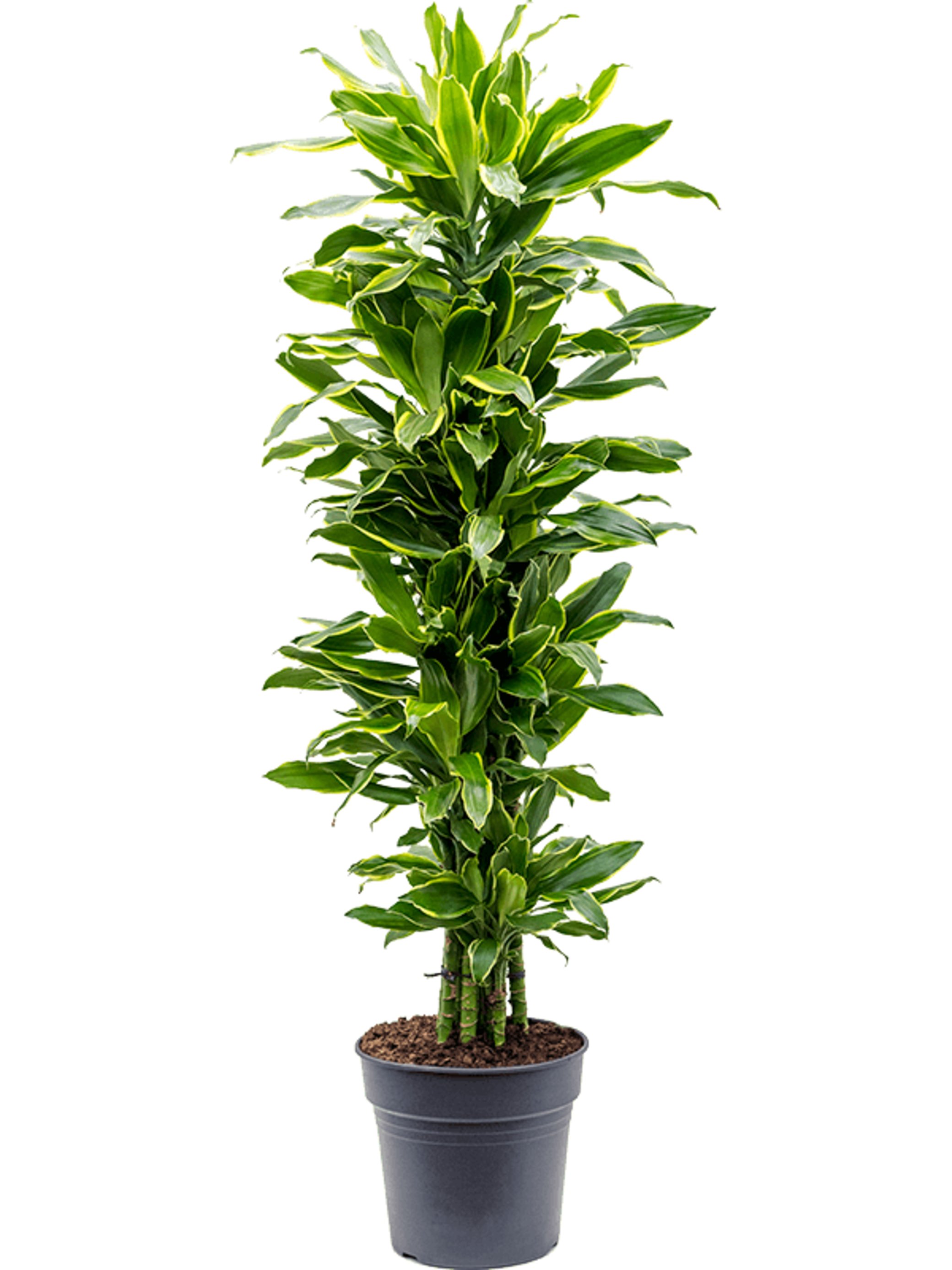 Dracaena fragrans 'Golden Coast' Vertaktmulti Alpina