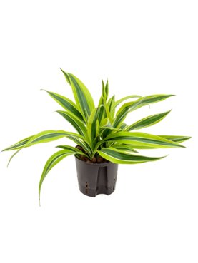 Dracaena fragrans \'Lemon Lime\' Kop 2pp