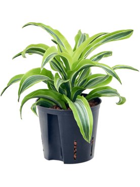 Dracaena fragrans \'Lemon Surprise\' Kop