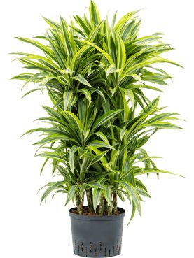 Dracaena fragrans \'Lemon Lime\' 60-Carrousel