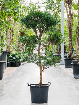 Podocarpus macrophyllus Vertakt/multi bol