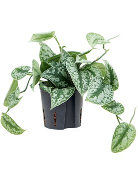 Scindapsus pictus \'Trebie\' Hanger