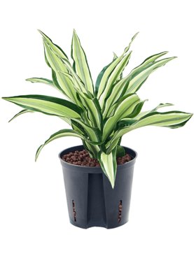 Dracaena fragrans \'Malaika\' Kop