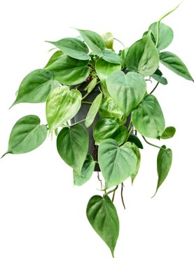 Philodendron scandens Hanger