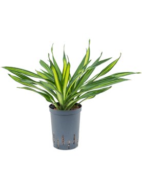 Dracaena fragrans \'Riki\' Kop