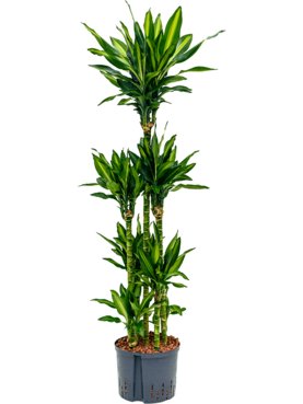 Dracaena fragrans \'Cintho 90-Carrousel