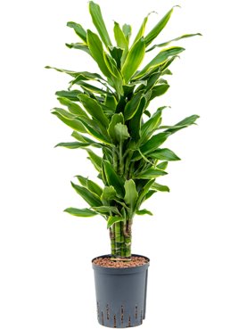 Dracaena fragrans \'Golden Coast\' Vertakt-multi