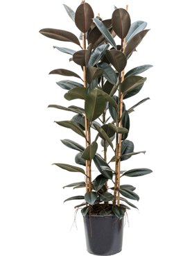 Ficus elastica \'Abidjan\' Toef 3pp