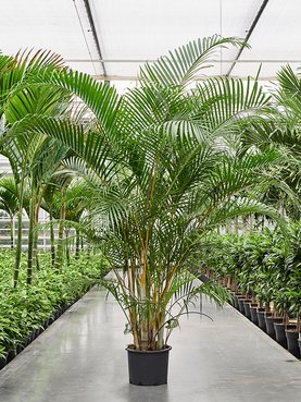 Dypsis (Areca) lutescens (210-250) Toef