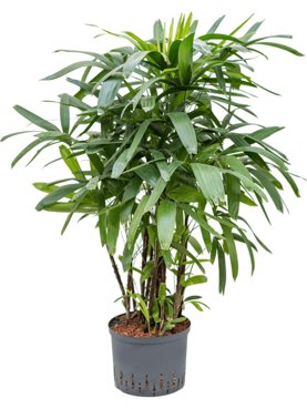 Rhapis excelsa Toef (Bims)