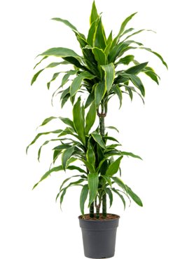 Dracaena fragrans \'Arturo\' 60-30-15