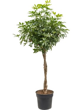 Schefflera arboricola \'Compacta\' Stam twist