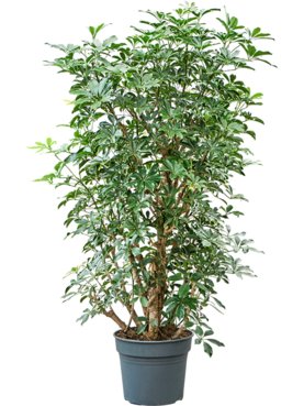 Schefflera arboricola \'Compacta\' (160-200) Vertakt