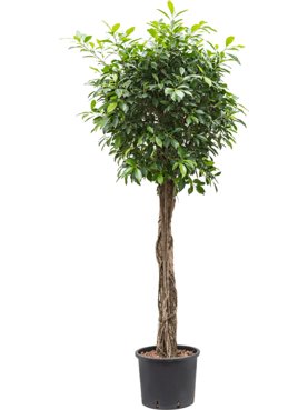 Ficus microcarpa Nitida Stam