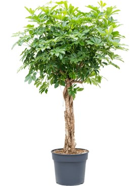 Schefflera arboricola \'Compacta\' Stam gevlochten