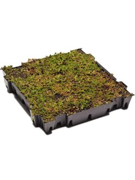 Sedum tray Green label
