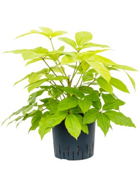 Schefflera actinophylla \'Golden Amate\' Toef