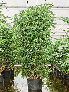 Schefflera arboricola \'Compacta\' Vertakt