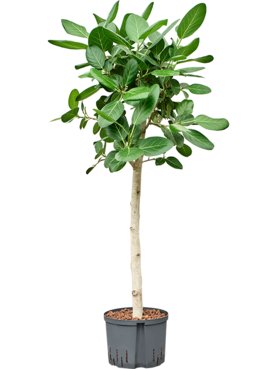 Ficus benghalensis \'Audrey\' Stam