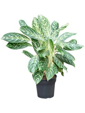 Aglaonema \'Madonna\' (60-80) Toef