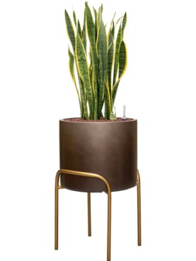 Sansevieria trifasciata \'Laurentii\' in Baq Gradient Elevated Hydrocultuur