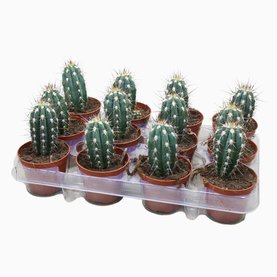 Stetsonia coryne zuilvorm