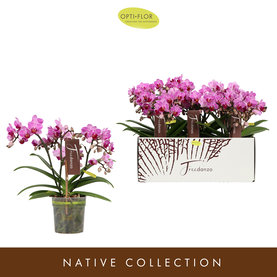 Phalaenopsis Multiflora Freedanzo Robin 3-Tak Paars