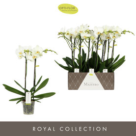 Phalaenopsis \'Maistro Bach\' 2-Tak Wit