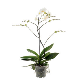 Phalaenopsis Queen 1-Tak Wit