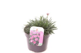 Armeria maritima \'Splendens\' roze