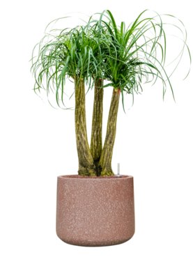 Beaucarnea recurvata in Baq Terrazzo Hydrocultuur