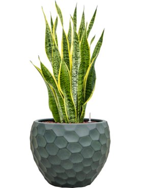 Sansevieria trifasciata \'Laurentii\' in Baq Tortuga Hydrocultuur