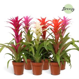 Guzmania \'Charming\' Diverse kleuren