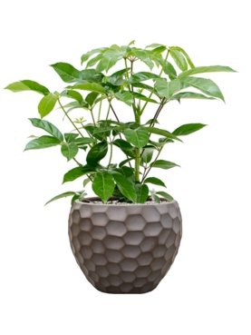 Schefflera actinophylla \'Amate\' in Baq Tortuga Grond (Vulkastrat)