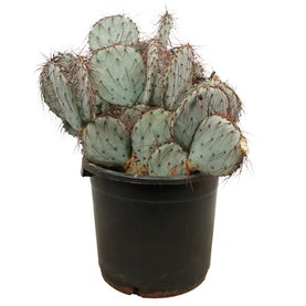 Opuntia violacea