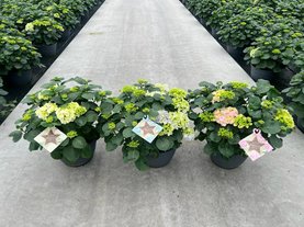 Hydrangea macrophylla mix 20+ gemengde kleuren