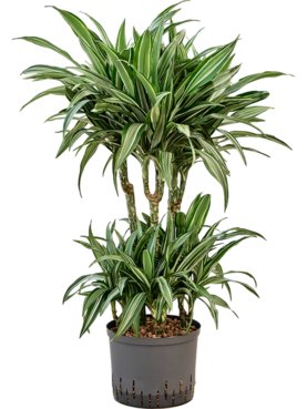 Dracaena fragrans \'Ulises\' 45-Carrousel