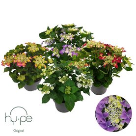 Hydrangea Lacecap 7+ Diverse kleuren