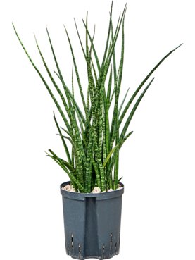 Sansevieria kirkii \'Fernwood\' Toef (Bims)