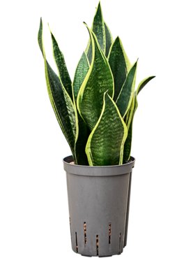 Sansevieria trifasciata \'Futura Black\' Toef