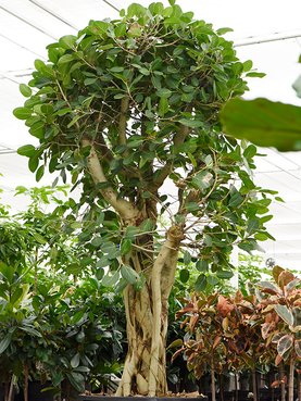 Ficus benghalensis Vertakt