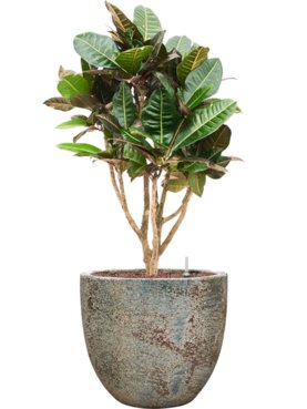 Croton (Codiaeum) variegatum \'Petra\' in Baq Sandora Hydrocultuur