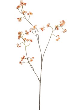 Euonymus Cream/Orange