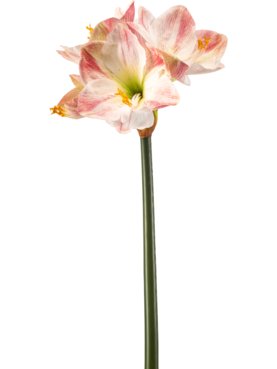 Amaryllis Pink RT