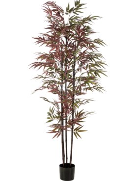 Bamboo Green/Burgundy